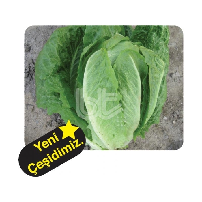 Bt Ulukule (Koyu Yedikule Tipi ) Marul Tohumu