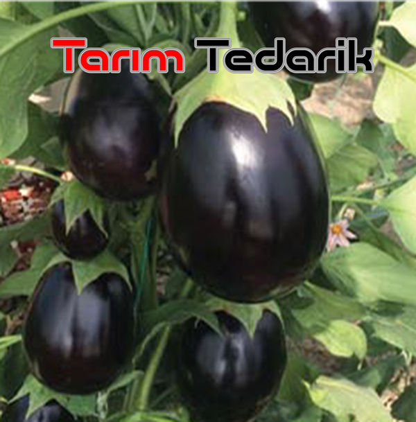 Bt Bostina F1 (Topan) Patlıcan Tohumu