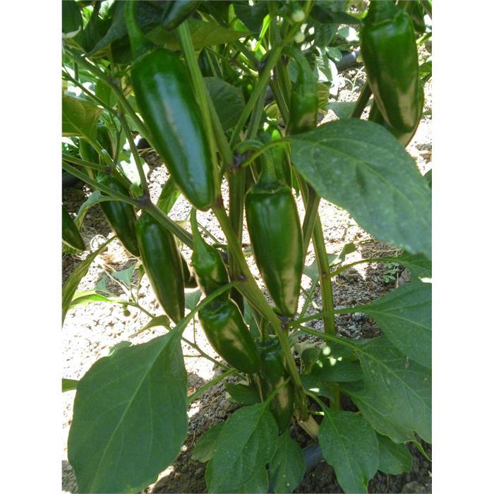 Ps 11411037 F1 Jalapeno Biber Tohumu