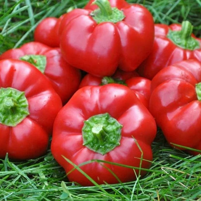 Bt Kamber (Domates Biberi) Biber Tohumu