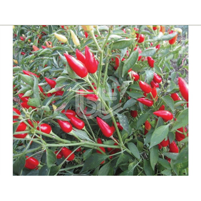 Bt Burbiye 016 (Süs Biberi Oval Acı) Biber Tohumu