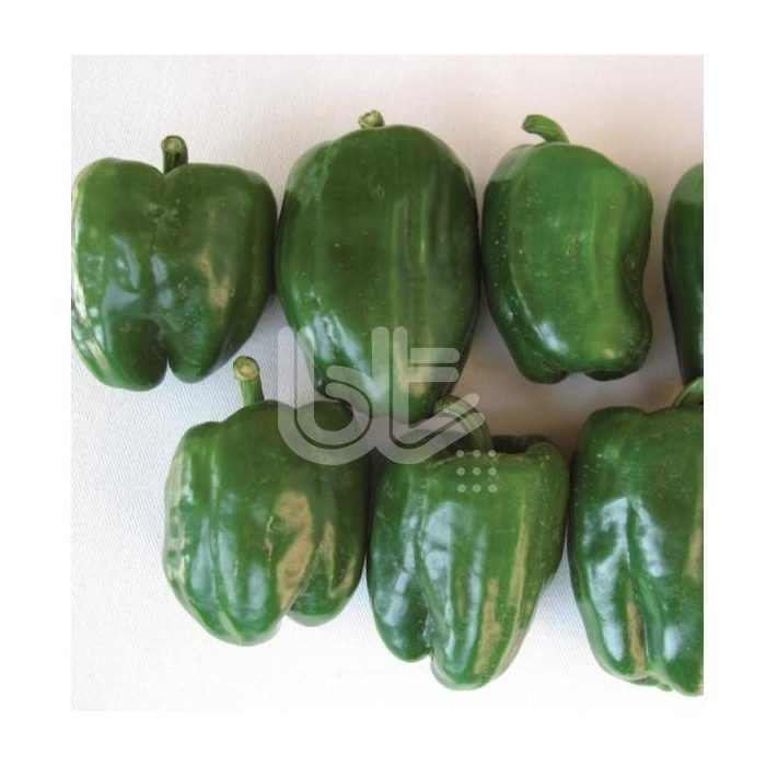 Bt Acar (Acı Dolma) Biber Tohumu