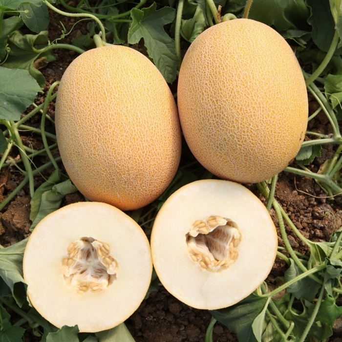 Lokum F1 Kavun Tohumu (Ananas)