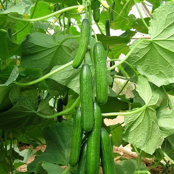 Dörtel F1 Hıyar Tohumu (İkili - Yarı Multi)