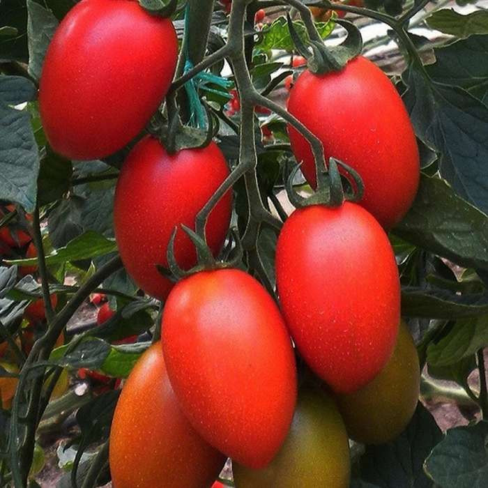 Elips F1 Domates Tohumu (Oval Yumurta )