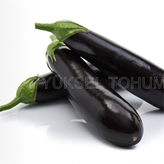 Yakut F1 Patlıcan Tohumu