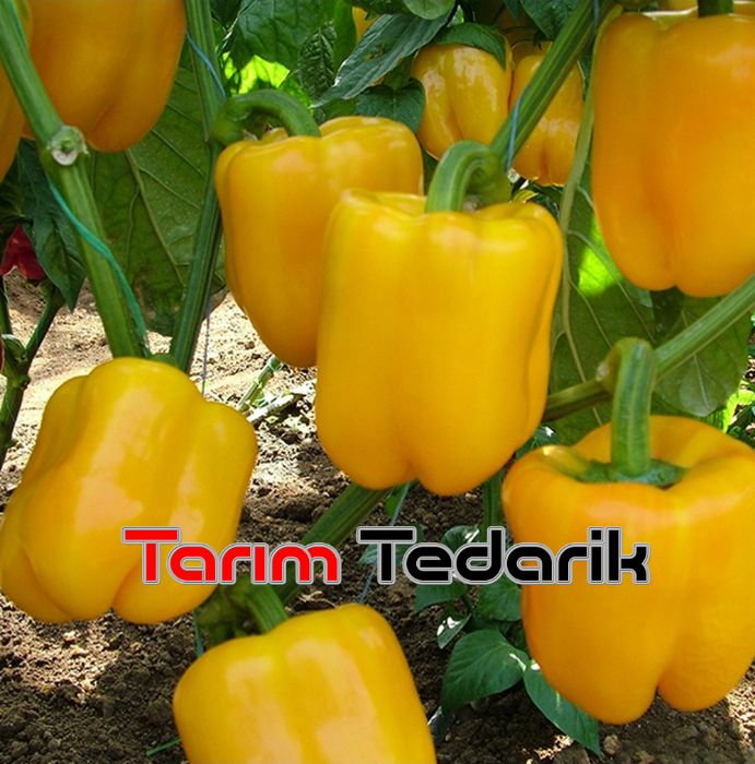 Dut F1 Biber Tohumu (Kaliforniya Wonder)