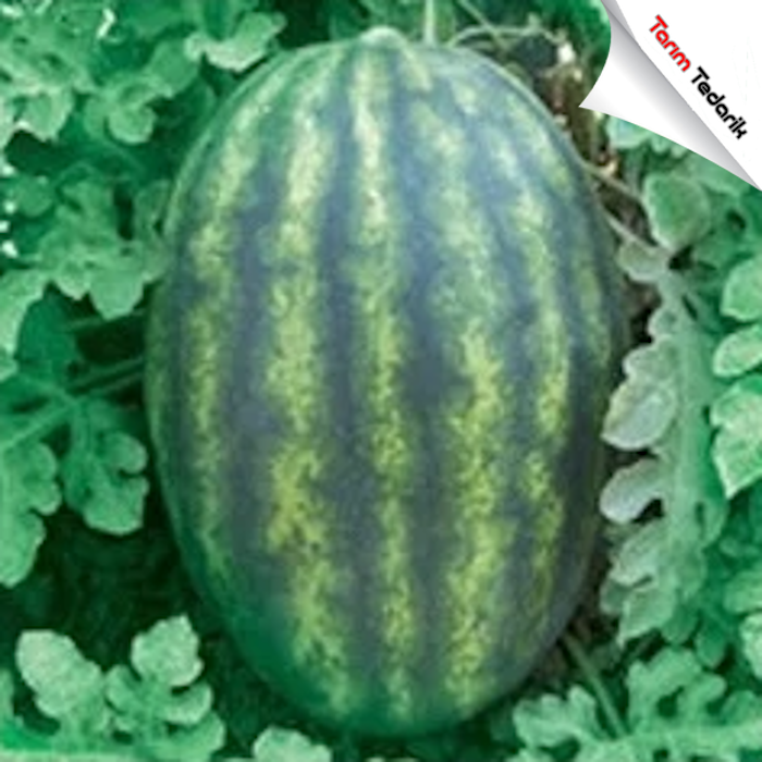 Karacan F1 Karpuz Tohumu