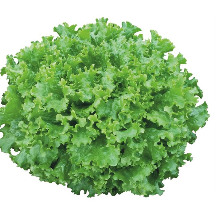 Tropicana Marul Tohumu