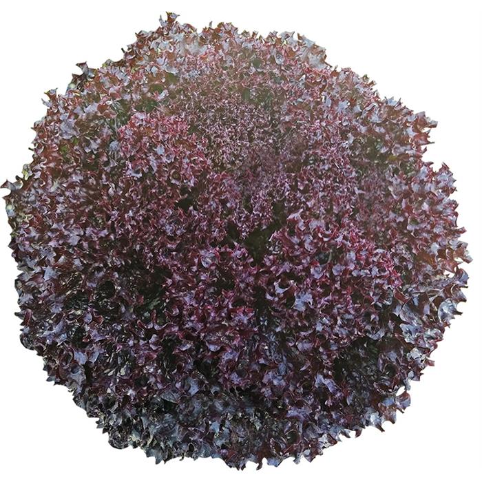 Lea Marul Tohumu (Lollorossa)