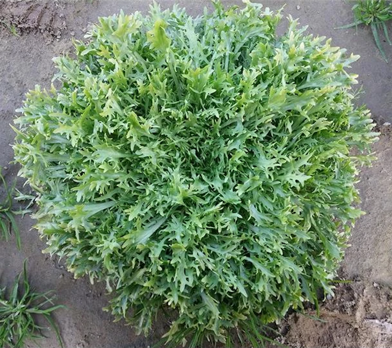 Benefine Marul Tohumu (Endive)