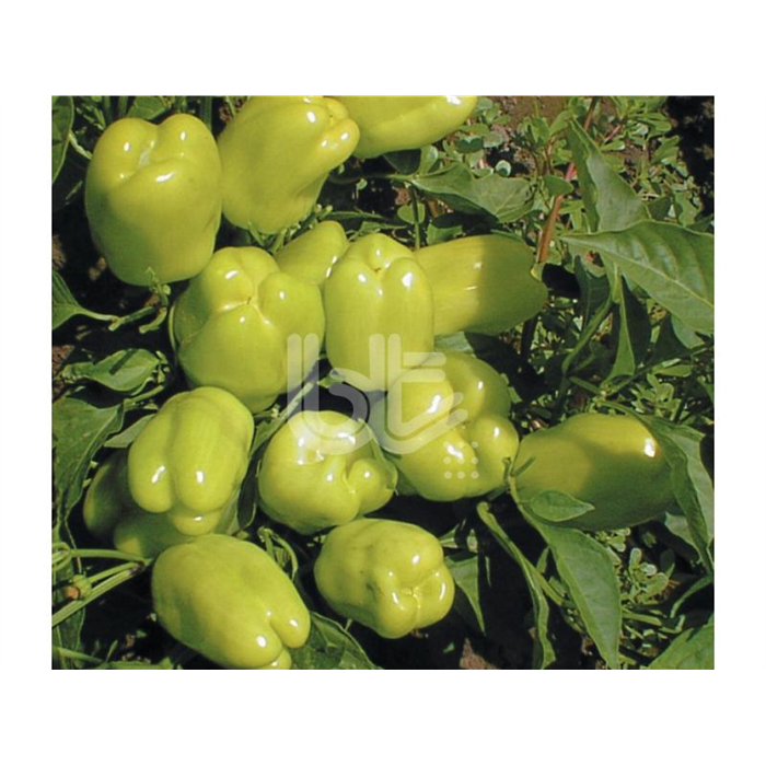 Bt Dik Dolma 016 Biber Tohumu