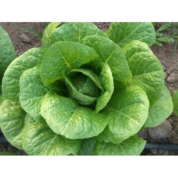 Violet Marul Tohumu