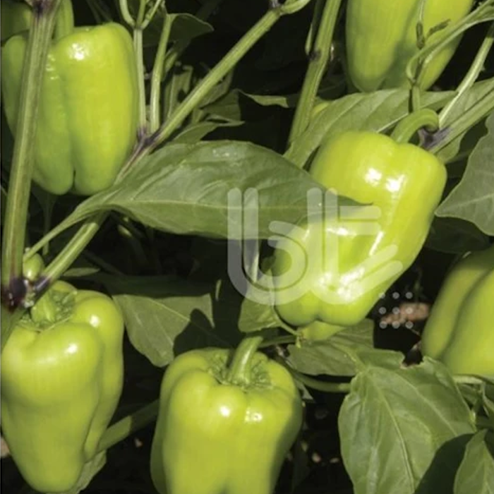 Doru 16 Dolma Biber Tohumu