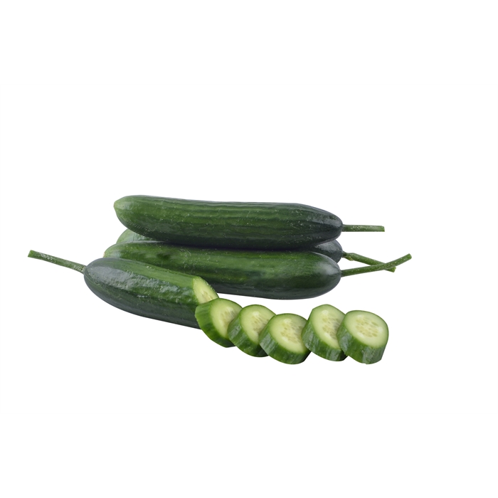 Meltem F1 Hıyar Tohumu (Erken Güz - Geç Bahar - Yaz)