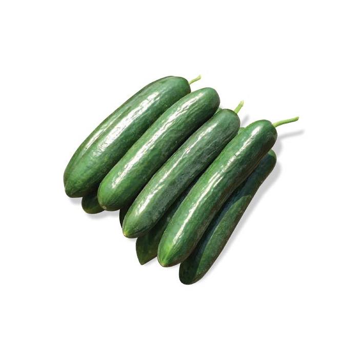 Borna F1 Hıyar Tohumu (Açık Tarla Hıyarı)