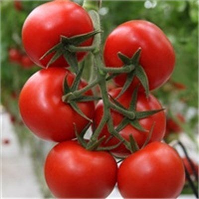 Redguard F1 Domates Tohumu Hibrit Domates Tohumu