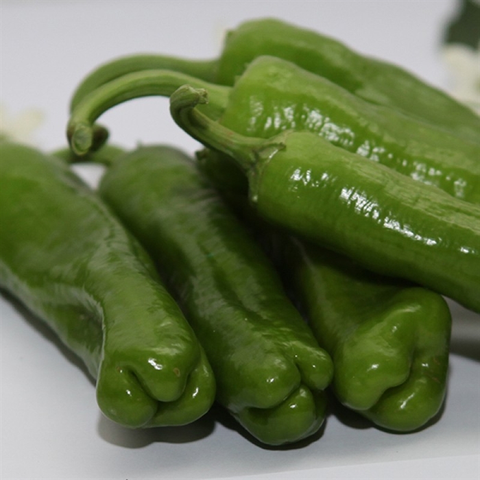 Dilek F1 Dolma Biber Tohumu (Köy Biberi)
