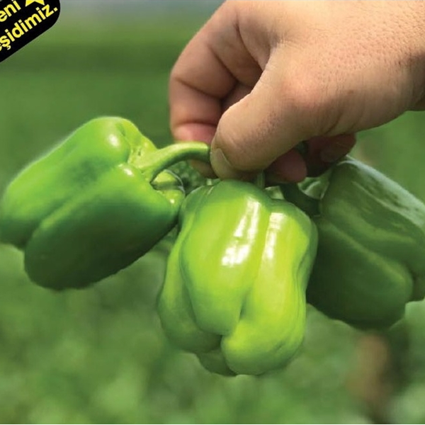 Bt Duygu F1  (Tatlı Dolma) Biber Tohumu
