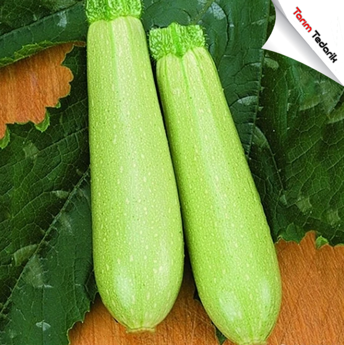 Eskenderany F1 Kabak Tohumu