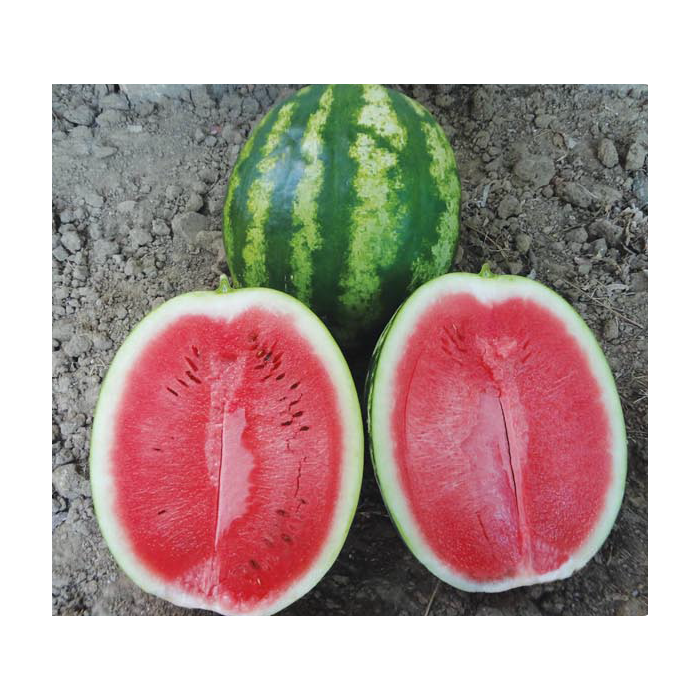 Crimson Sweet Karpuz Tohumu