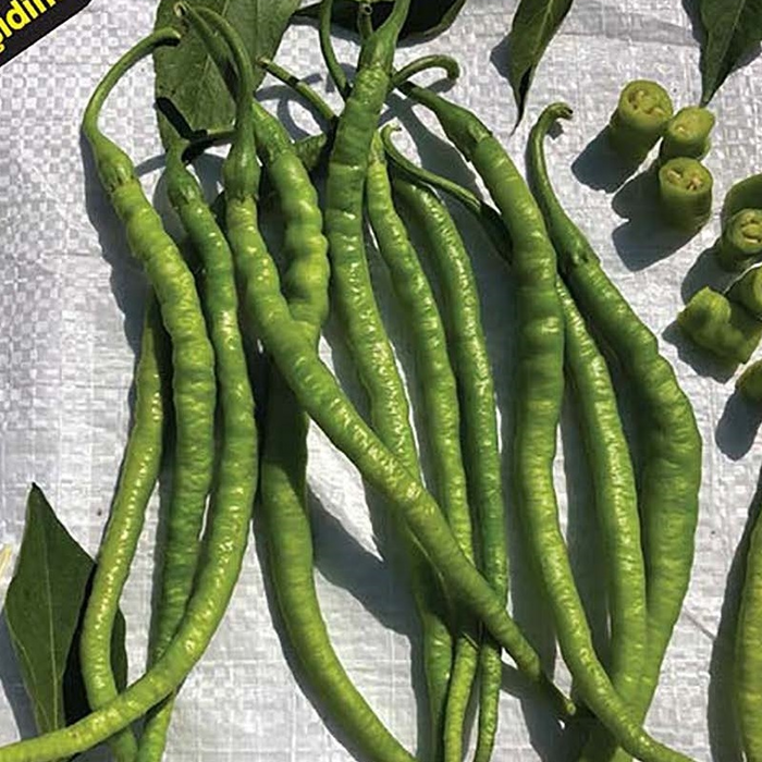 Bt Nilsu F1  (Kıl Tatlı) Biber Tohumu