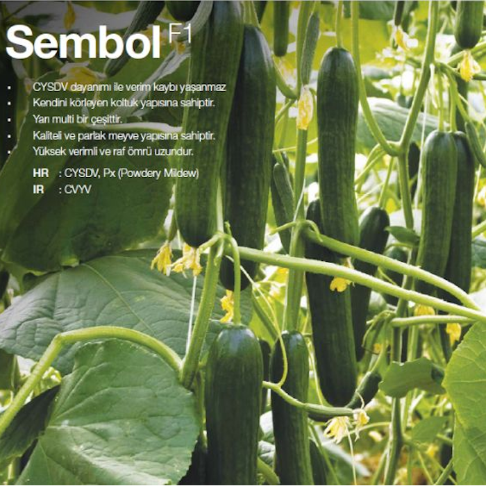Sembol F1 Hıyar Tohumu
