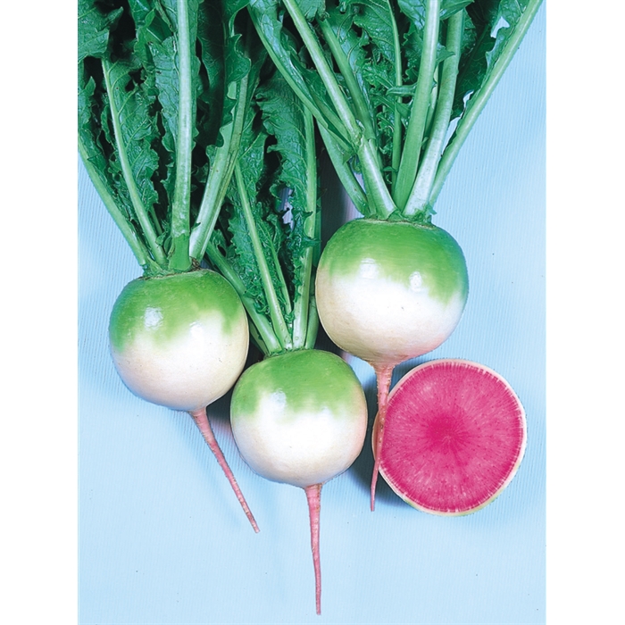 Burbeyaz Turp Tohumu ( 500 Gr )