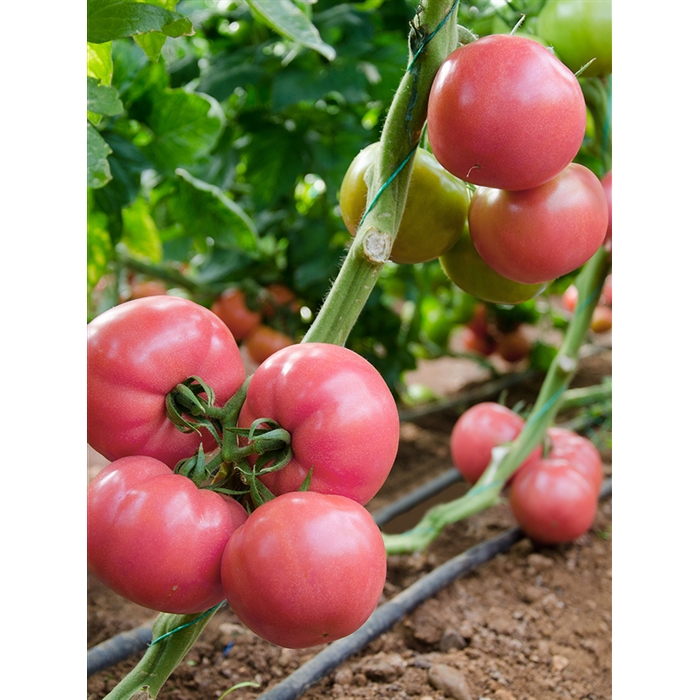 Pinkstar F1 Beef Pembe Domates Tohumu