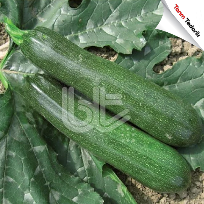Bt Zeybek F1 Kabak Tohumu (25 Gr)