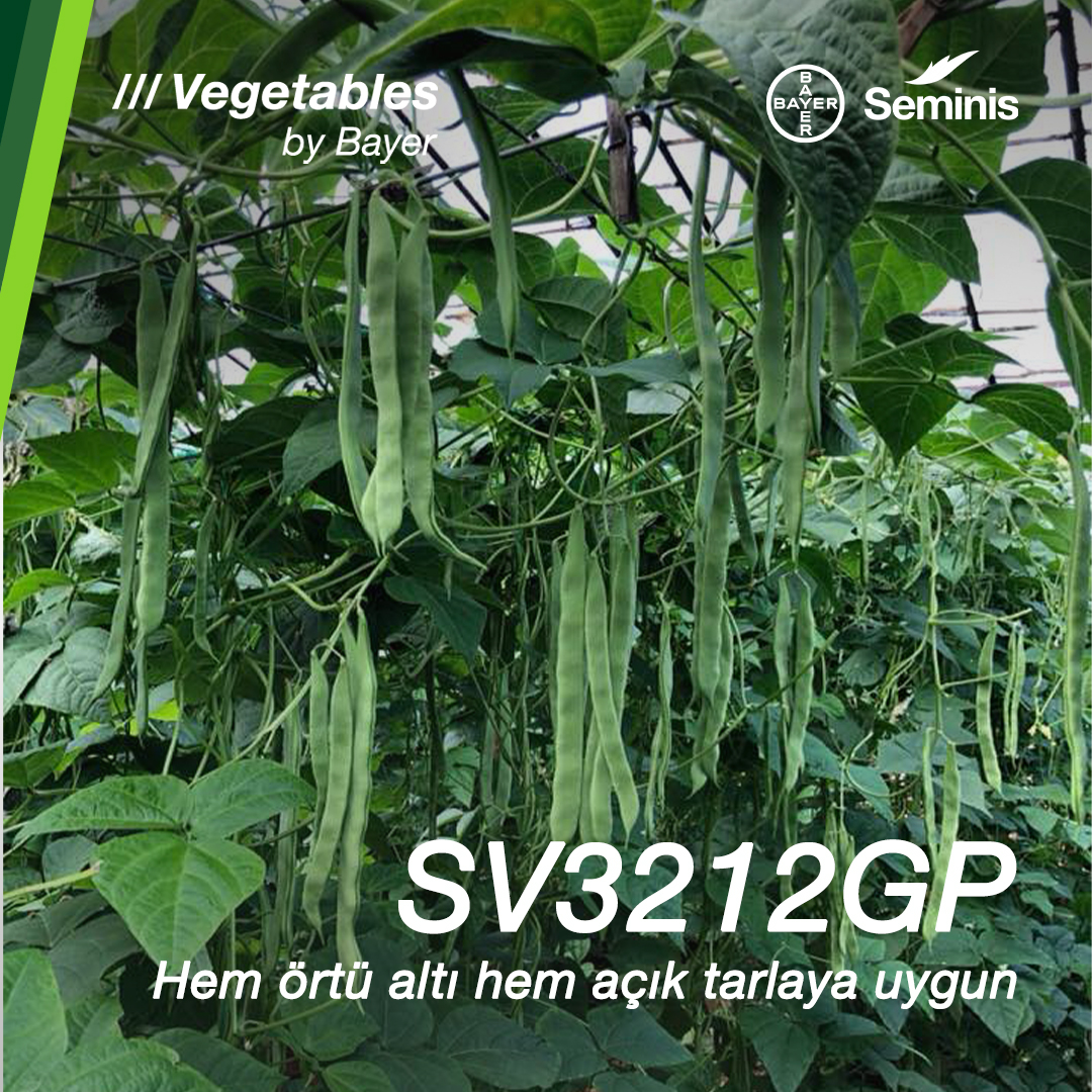 Sv3212Gp Sırık Fasulye Tohumu (2 Kg)