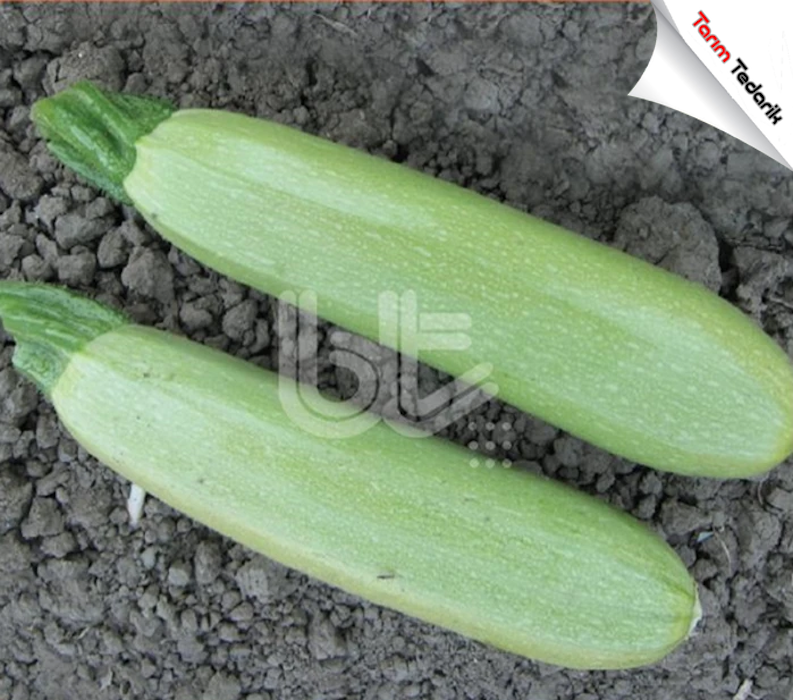 Bt 31-13 F1 Kabak Tohumu (25 Gr)