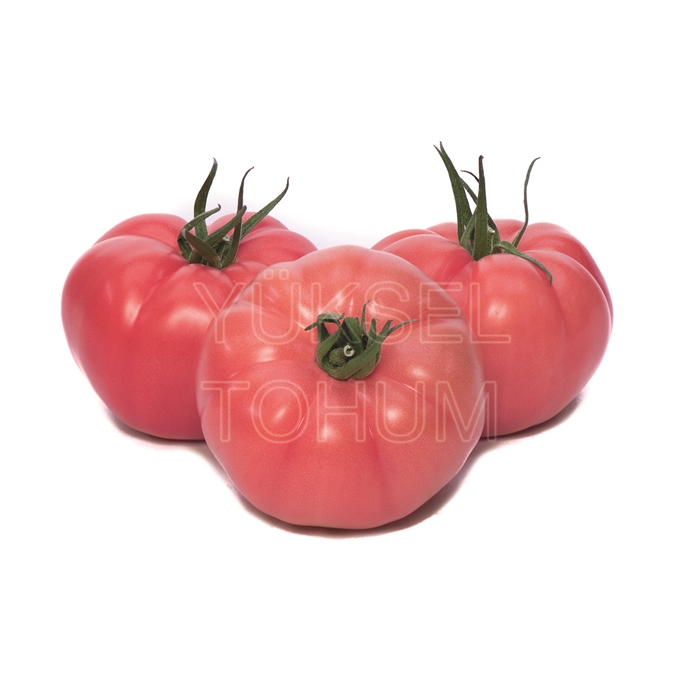 Gusto F1 Domates Tohumu