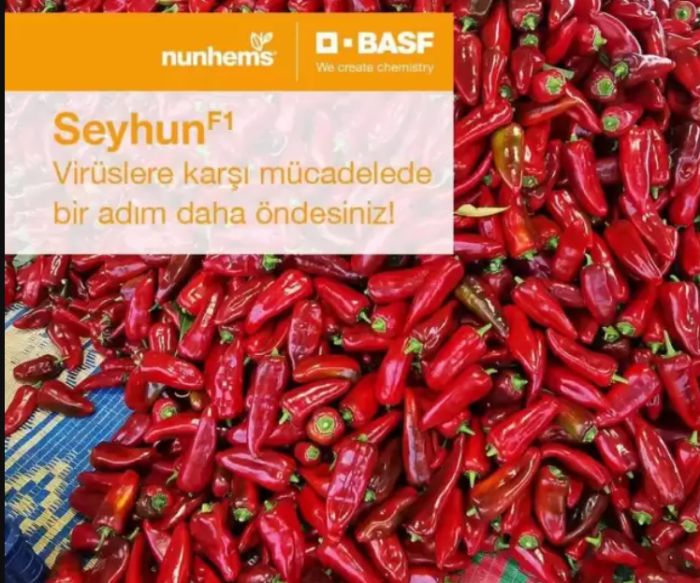 Seyhun F1 Kapya Biber Tohumu Hibrit Biber Tohumu