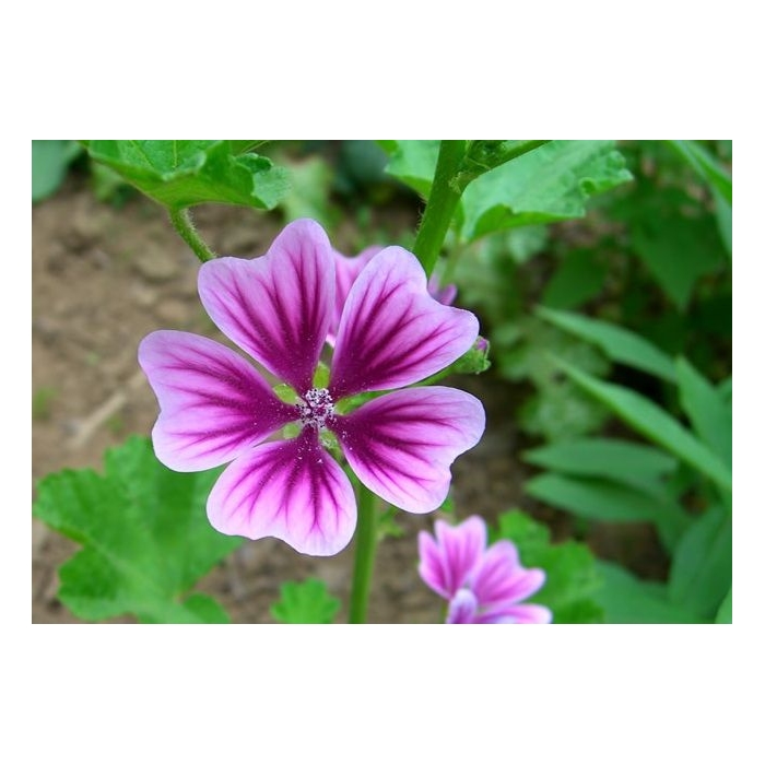 Pembe Ebegümeci