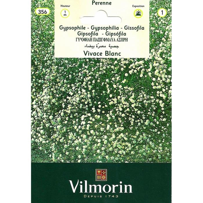 Beyaz Bahar Yıldızı (Vivance Blanc)