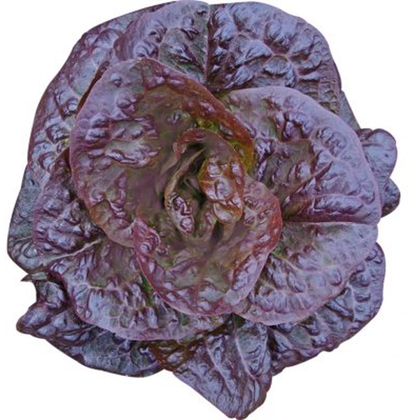 Roxy Marul Tohumu (Kırmızı Yağlıbaş)