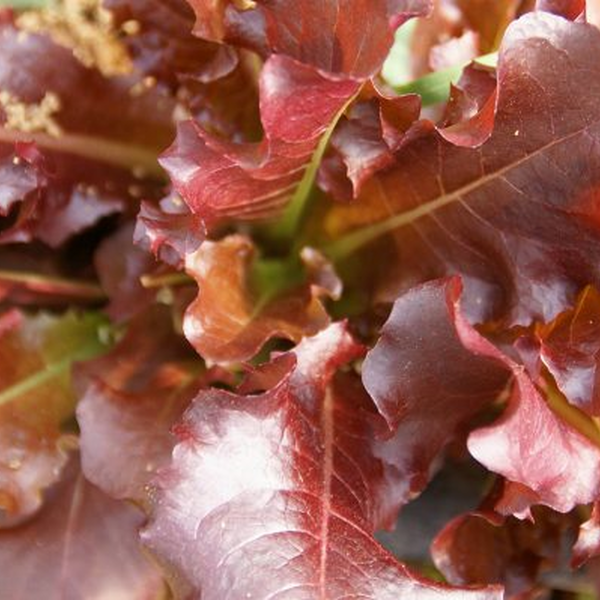 Redbat Marul Tohumu (Kırmızı Kıvırcık, Babyleaf)