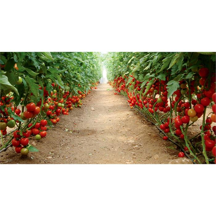 Halay-344 F1 Domates Tohumu