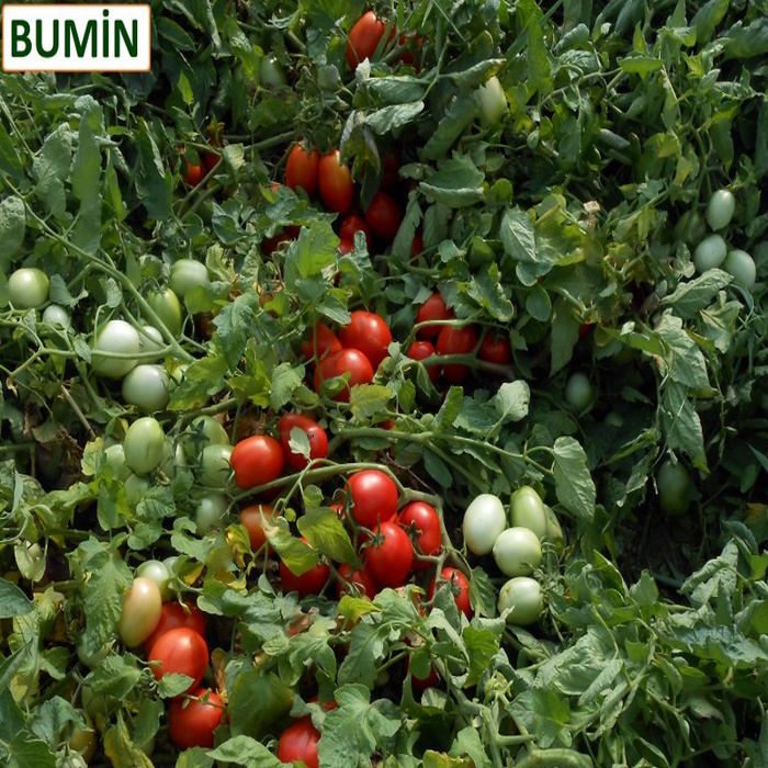 Bumin F1 Domates Tohumu