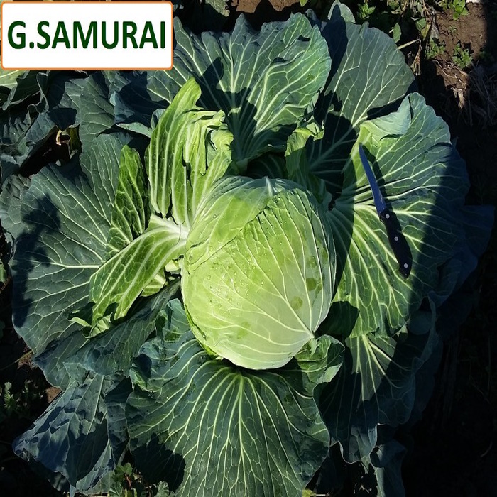Green Samurai F1 Beyaz Lahana Tohumu