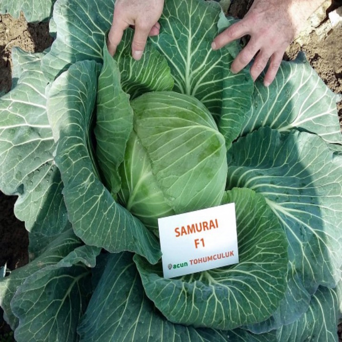 Green Samurai F1 Beyaz Lahana Tohumu
