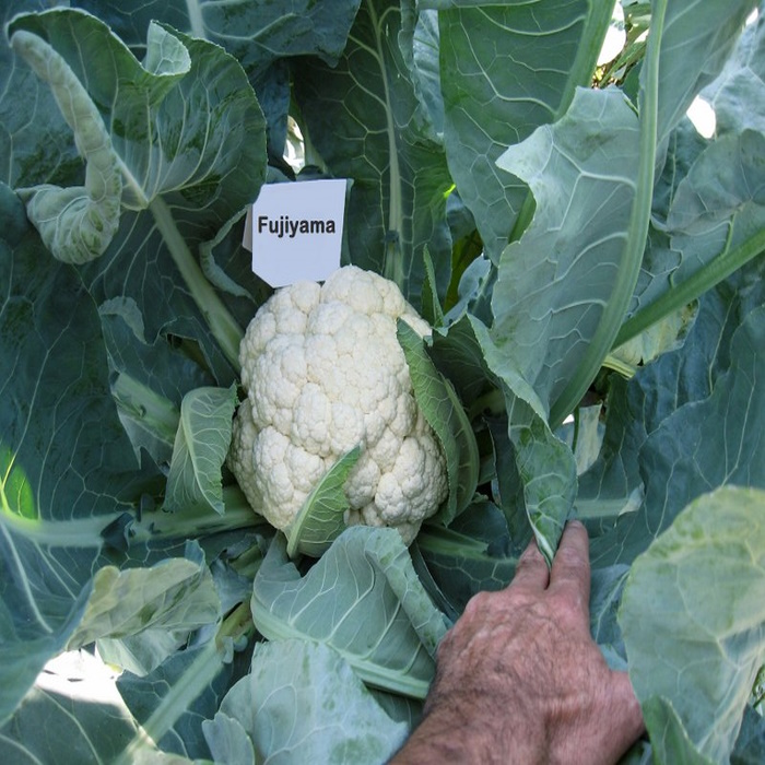 Fujiyama F1 Karnabahar Tohumu
