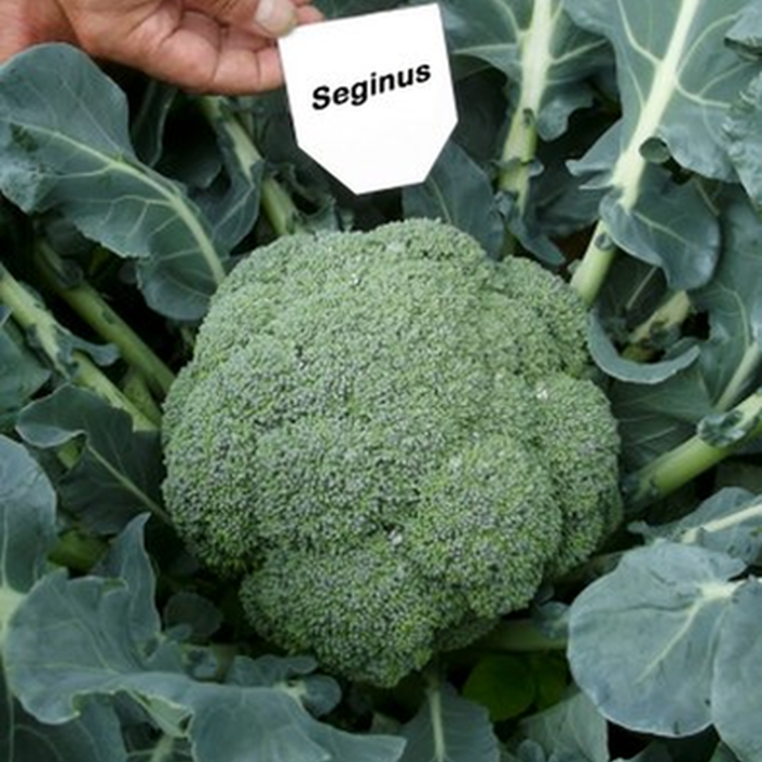 Seginus F1 Brokoli Tohumu