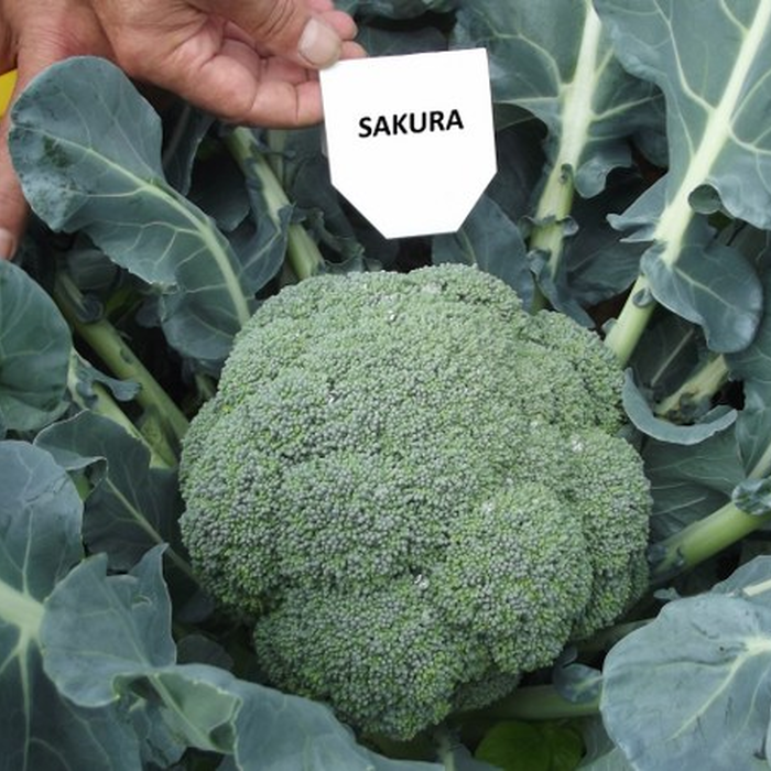 Sakura F1 Brokoli Tohumu