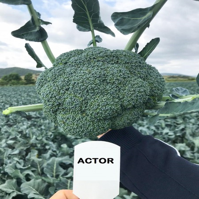 Actor F1 Brokoli Tohumu