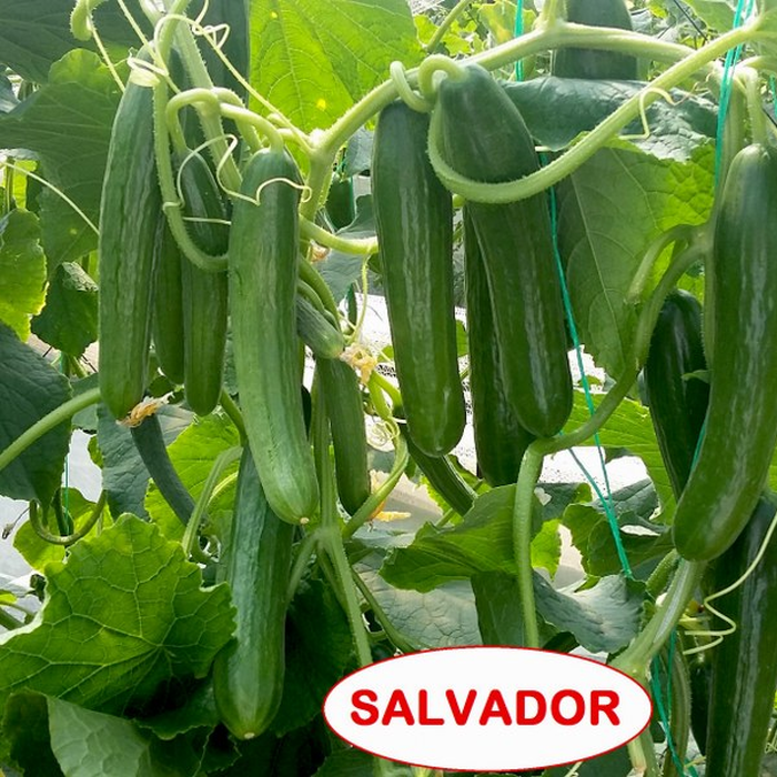Salvador F1 Hıyar Tohumu