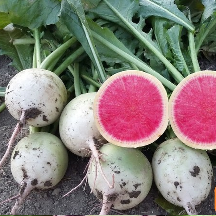 Rido Red F1 Turp Tohumu 500 Gr