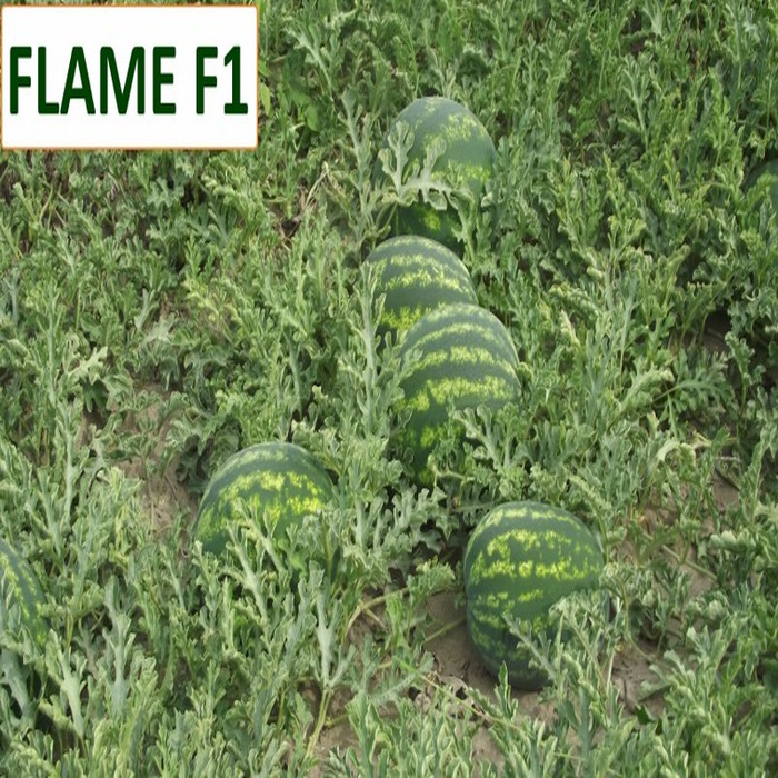 Flame F1 Karpuz Tohumu