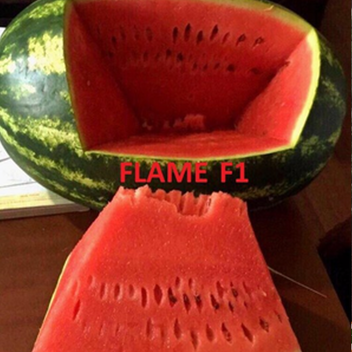Flame F1 Karpuz Tohumu